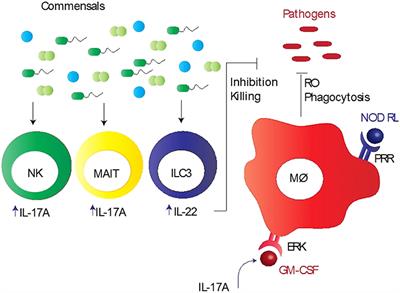 Commensal Bacteria: An Emerging Player in Defense Against Respiratory Pathogens